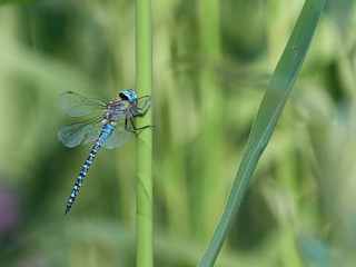 Close-up of the dragonfly Blue-eyed Hawker (Aeshna affinis) resting in the reeds of a lake, Germany