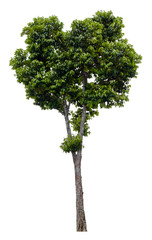 Beautiful tree isolated on white background. Suitable for use in architectural design or Decoration work.