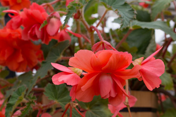 red begonia flowers in a hanging basket