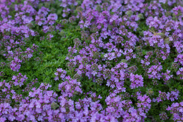 Wooly Thyme in bloom