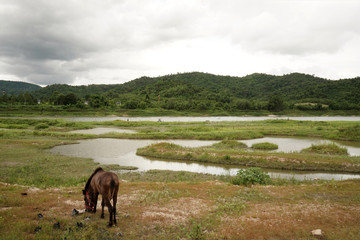 Shot of horse eating grass in its beautiful habitat.