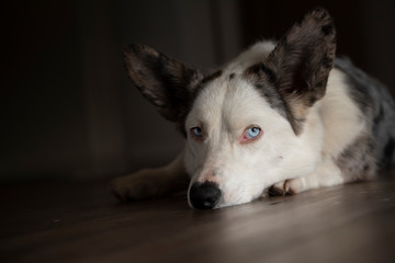 Cardigan corgi