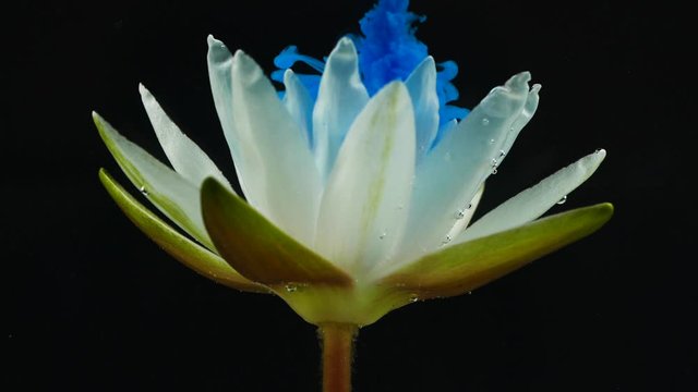 Slow motion of blue ink paint flowing underwater through white lotus water lily flower on black background.