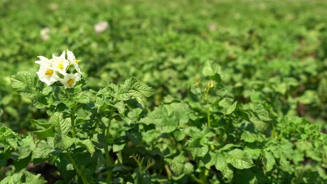 Blooming flowers of potato bushes. Potato field