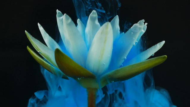 Slow motion of blue ink paint flowing underwater through white lotus water lily flower on black background.