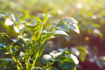 Potato bushes illuminated by the rays of the sun. Green foliage. Garden bed. Vegetable farm. Agriculture.