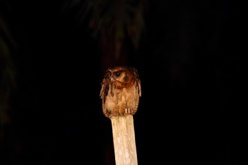 Brown Wood Owl (Strix leptogrammica) in Borneo, Malaysia - オオフクロウ