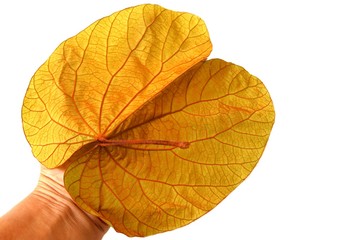 Bauhinia aureifolia gold leaf in hand isolated on white background closeup.