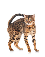 bengal in studio