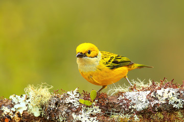 Silver-throated tanager (Tangara icterocephala) sitting on a branch