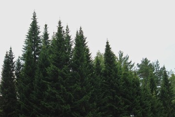 Fototapeta na wymiar pine tree in the forest