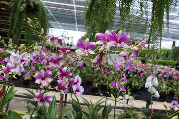 Orchid flowers purple blooming hanging in pots blurred background closeup with copy space at plant flower nursery and cultivation farm.