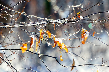 Snow-covered branch with withered leaves in sunny weather