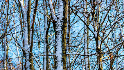 Obraz premium Winter background with snow-covered trees in sunny weather