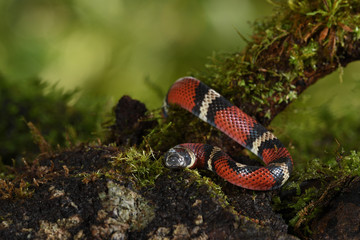 Tropical Black Milksnake on a branch