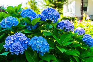Large blue inflorescences of flowers Hydrangea in the summer garden