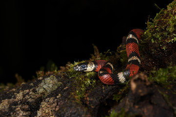 Tropical Black Milksnake on black background