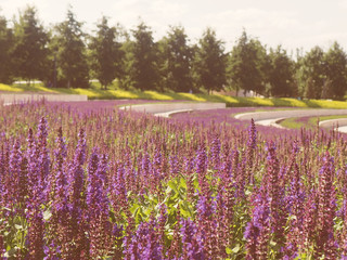 Fresh purple flowers of sage or Salvia divinorum, Salvia officinalis or sage, perennial plant, blue and purplish flowers. Lamiaceae