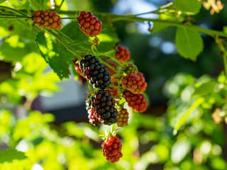 Blackberries on a bush in the garden in the process of ripening