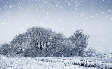 Winter landscape with trees during heavy snowfall