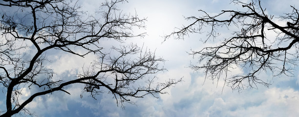 Silhouettes of trees on a background of cloudy sky, panorama