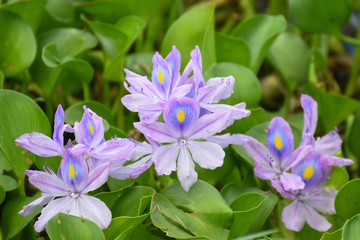 Water hyacinth Flowers- Maduruoya National Park- Sri Lanka
