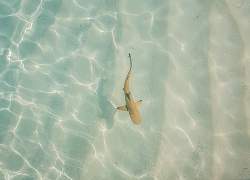 "Black Tip Reef Shark" Images – Browse 105 Stock Photos, Vectors, and