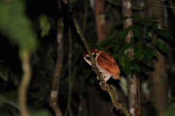 Oriental Bay Owl (Phodilus badius) in Borneo, Malaysia - ニセメンフクロウ