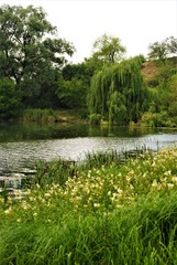 pond in the park