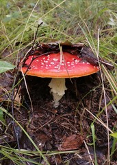 fly agaric mushroom