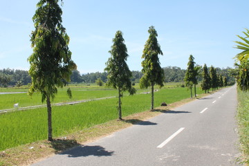 country road in the countryside