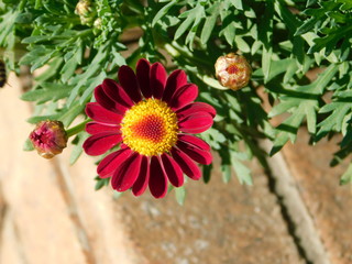 Marguerite daisy, or argyranthemum frutescens, red flower