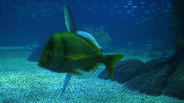 moonfish opah biology aquarium 