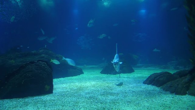 moonfish opah biology aquarium 