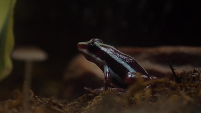 Phantasmal poison frog in nature