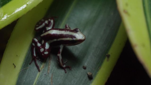 Phantasmal poison frog in nature