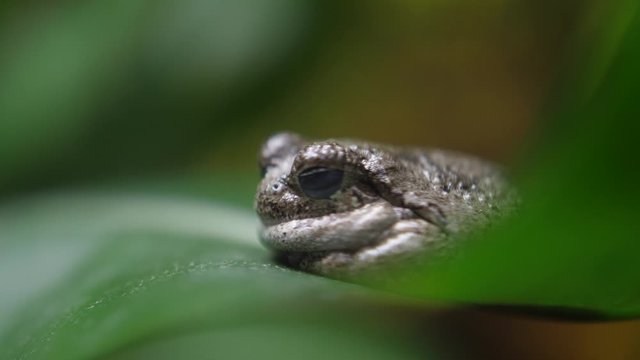 little frog in nature