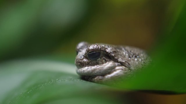 little frog in nature