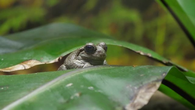 little frog in nature