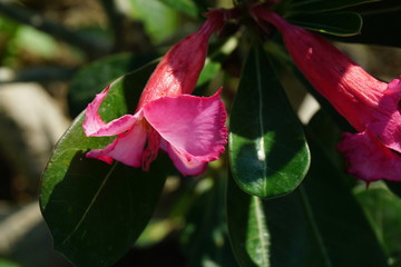 Close up pink tropical adenium flower. Summer concept. Fresh green Nature background