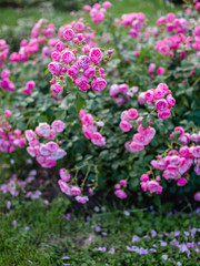 Rose flowers grow on a Bush