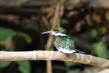 Male green kingfisher (Chloroceryle americana) perched on a tree