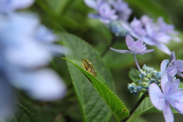 アジサイの葉と小さなアマガエル