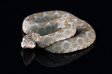 Ein Sandvper Weibchen in der Seitenansicht auf schwarzem Untergrund