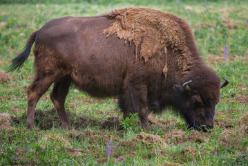 Grazing adult bison close up on a sunny summer day