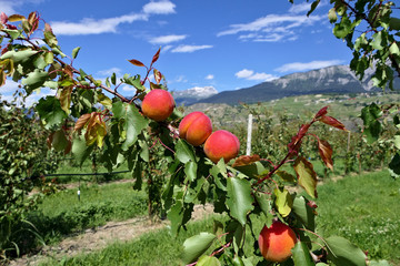 Large apricots on an orchard in Europe shortly before harvest
