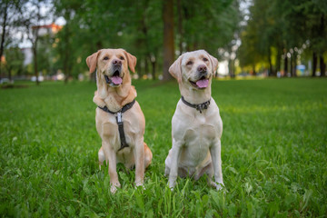Naklejka na ściany i meble Two yellow labradors are sitting on the grass in the park.