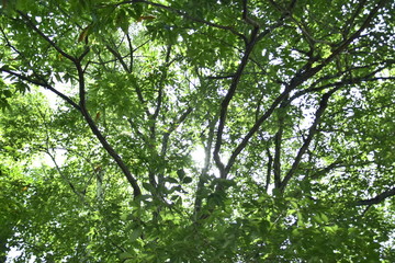 Fototapeta premium 夏の木漏れ日 