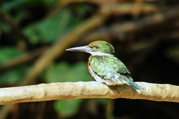 Male green kingfisher (Chloroceryle americana) perched on a tree