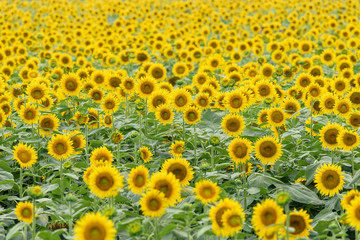 A field of sunflowers in full bloom